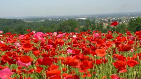 Poppy Field in Spring Stock Footage 336464969