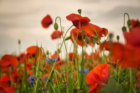 Poppy field in Spring with red poppy flowers Stock Photos