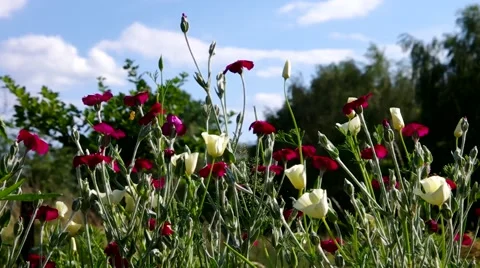 Poppy field in summer Stock Footage 57132171