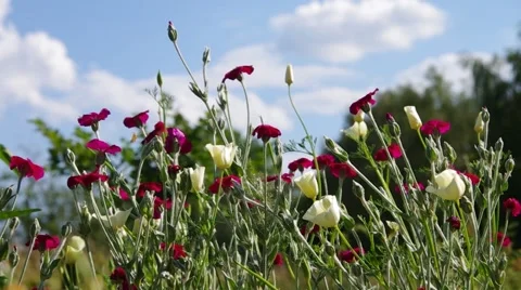 Poppy field in summer Stock Footage 59870865