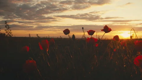 Poppy field at sunset. Backlit. Stock Footage 134645197