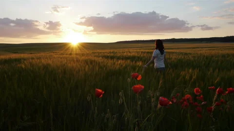 Poppy field on sunset Video stock 40054823