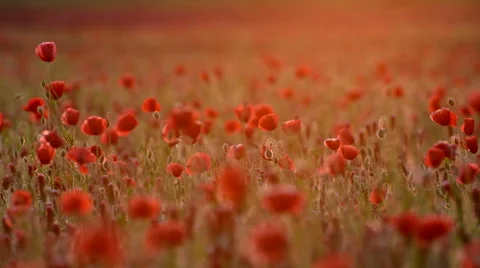 Poppy field in sunset Stock Footage 50531908