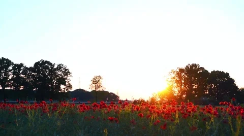 Poppy Field in Sunset Stock Footage 51029611