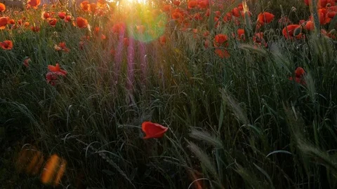Poppy field in sunset Stock Footage 76256308
