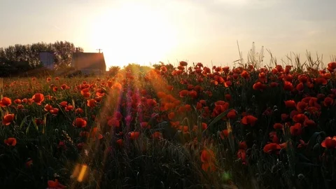 Poppy field in sunset Stock Footage 76256322