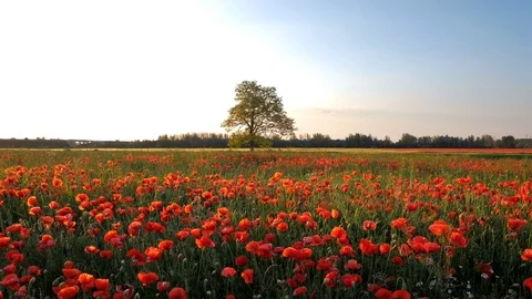 Poppy field in sunset Stock Footage 76256356