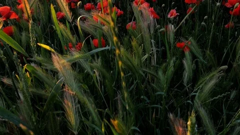 Poppy field in sunset Stock Footage 76256398