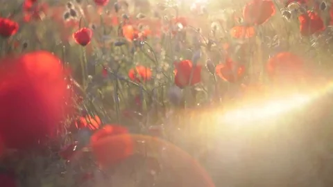 Poppy field in sunset Stock Footage 79035505