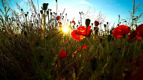 Poppy field at sunset Stock-Footage 91504443