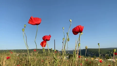 Poppy field at sunset. Video stock 109602874