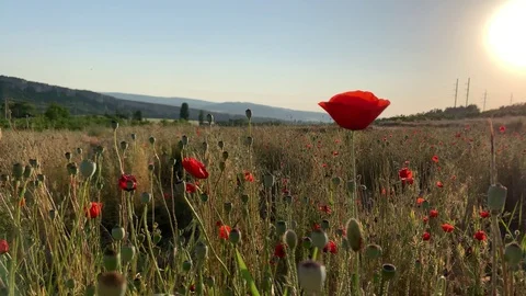 Poppy field at sunset. Video stock 109602896