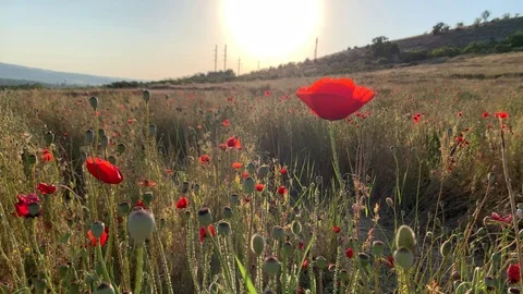 Poppy field at sunset. Stock Footage 109602940