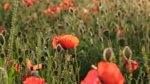 Poppy in a field at sunset. Stock Footage 111448141