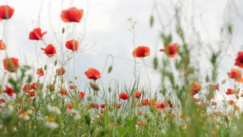 Poppy field at sunset Stockbeeldmateriaal 187618876