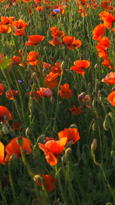 Poppy field at sunset Stock Footage 293155943