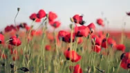 Poppy Field At Sunset. Poppies Bloom Stock Footage