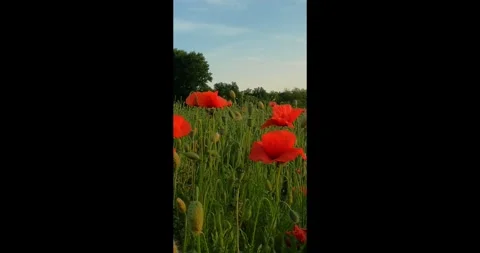 Poppy field in the sunset in vertical Stock Footage 301526557