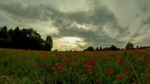 Poppy Field Timelapse Stock Footage 246586552