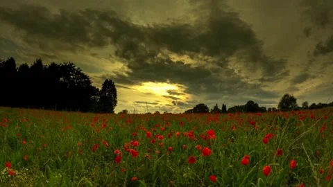 Poppy Field Timelapse Stock Footage 246586561