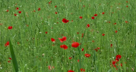 Poppy field top view, field of wildflowers Stock Footage 242247604
