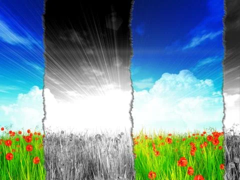 Poppy field with torn paper effect Stock Illustration