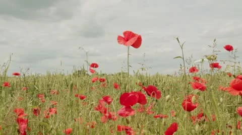 Poppy field tracking Stock Footage