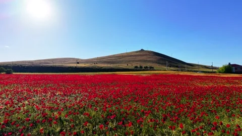 Poppy Field in Turkey with Left Tracking Motion Toward Hill, 4K 60fps Stock Footage 336844886