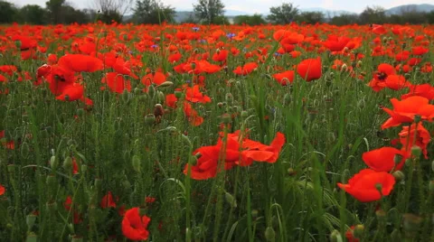 A poppy field vertical motion Stock Footage 45837070