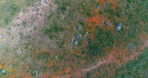 Poppy fields 4K drone video Palmdale California Stock Footage 110589395