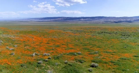 Poppy fields 4K drone video Palmdale California Stock Footage 110590999