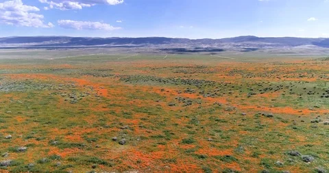 Poppy fields 4K drone video Palmdale California Stock Footage 110591889