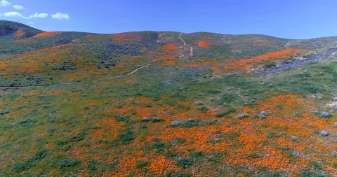 Poppy fields 4K drone video Palmdale California Stock Footage 110594963