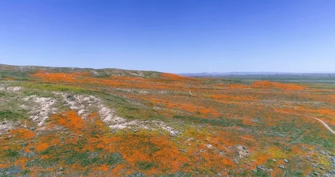 Poppy fields 4K drone video Palmdale California Stock Footage 110595408