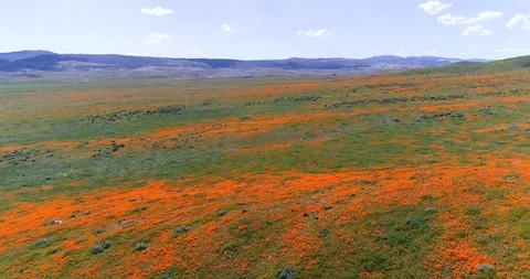 Poppy fields 4K drone video Palmdale California Stock Footage 110596563