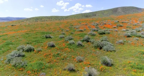 Poppy fields 4K drone video Palmdale California Stock Footage 110597314