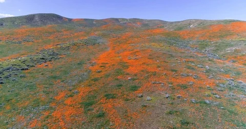 Poppy fields 4K drone video Palmdale California Stock Footage 110598038
