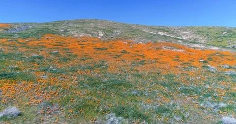 Poppy fields 4K drone video Palmdale California Stock Footage 110598461