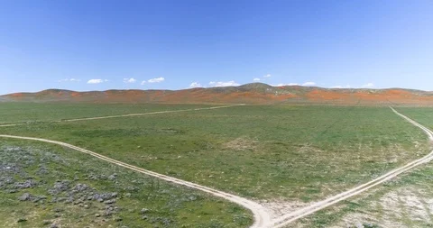 Poppy fields 4K drone video Palmdale California Stock Footage 110599038