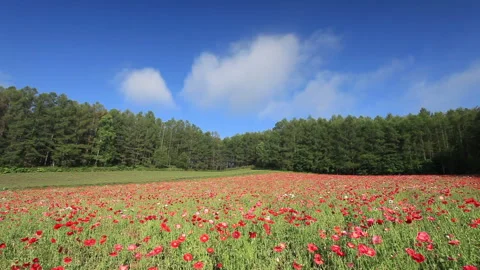 Poppy Fields and Flowing Clouds 스톡 동영상 330233078