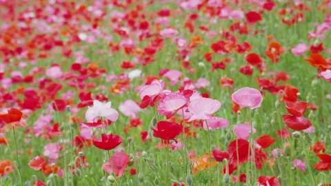 Poppy Fields Coloring the Sky at Chichibu Highland Ranch Vidéo 332855945