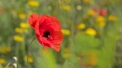 Poppy fields detail with a bumblebee Stock Footage 138894331