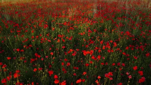 Poppy fields. Drone flying over poppy fields. Beautiful red flowers. Stock Footage 233819523