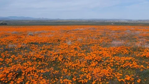 Poppy fields 库存影片 113485405
