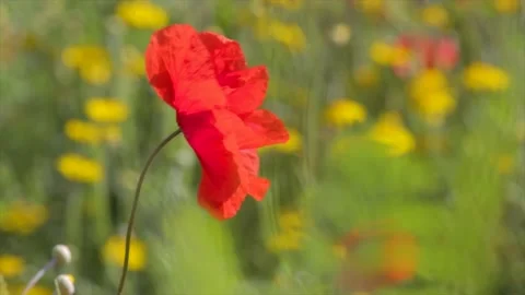 Poppy fields Stock Footage 138894318