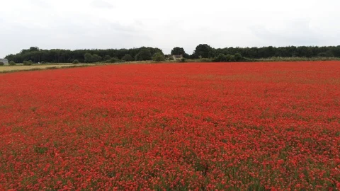 Poppy Fields, Gloucestershire Vídeo Stock 112600968