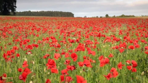 Poppy fields in Norfolk UK Stock Footage 90753672