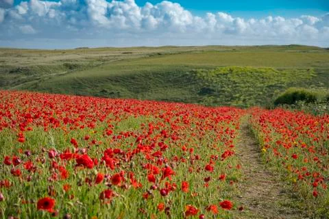 Poppy fields at pentire 库存照片