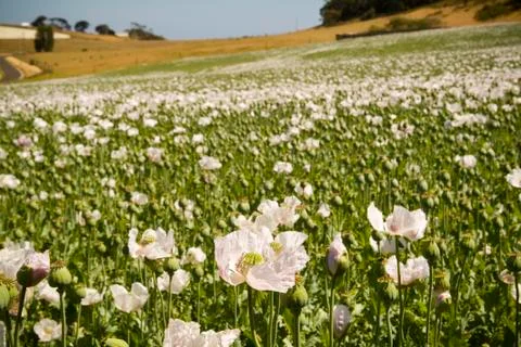 Poppy fields Stock Photos