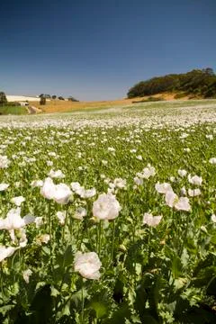 Poppy fields Stock Photos